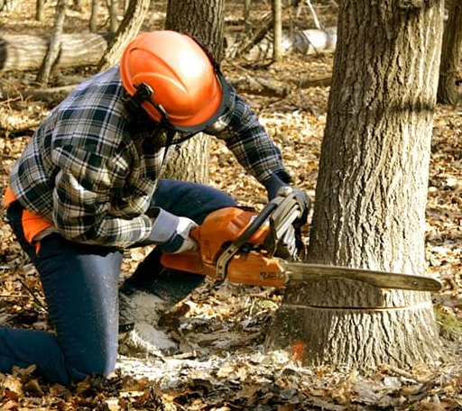 Tree Removal in Erhard, MN